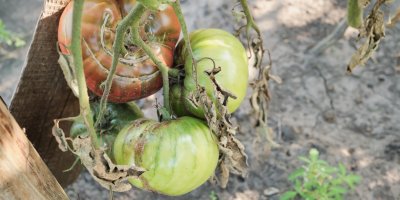 Plíseň na rajčatech