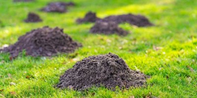 Krtince na trávníku