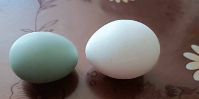 Modrozelené a bílé vejce