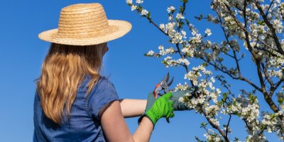 Žena prořezává strom