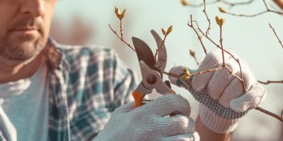 Muž drží zahradnické nůžky u větve