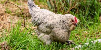 Slepice Araukana na trávníku