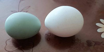 Modrozelené a bílé vejce