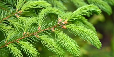 Mladé smrkové výhonky