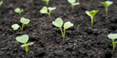 Klíčící ředkvičky