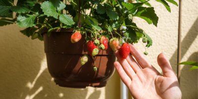 Jahody pěstované v květináči