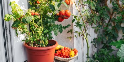 Rajčata pěstovaná v květináči