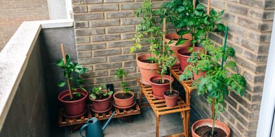 Zelenina pěstovaná na terase