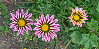 Gazania splendens