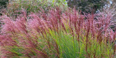 Miscanthus sinensis