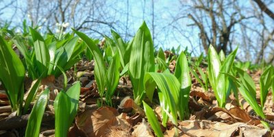 Medvědí česnek v přírodě