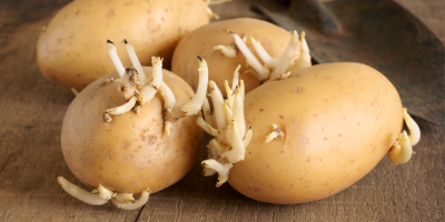 Čtyři klíčící brambory