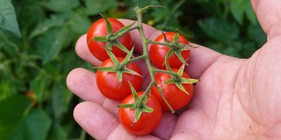 Cherry rajčata v rukou