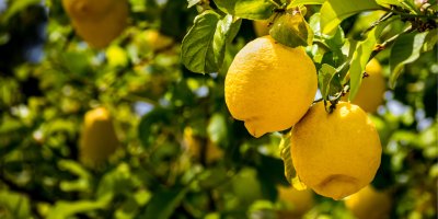 Citrony na stromě