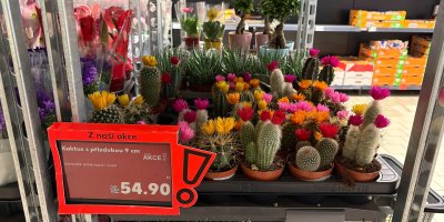 Kaktusy v obchodě