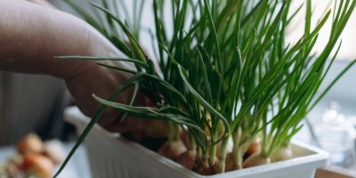 Jarní cibulka pěstovaná v truhlíku na okenním parapetu