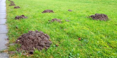 Krtince ničí trávník