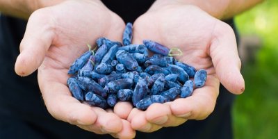 Dlaně plné plodů zimolezu