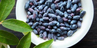 Plody zimolezu kamčatského v misce