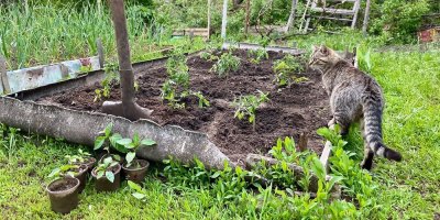 Kočka je u zeleninového záhonu