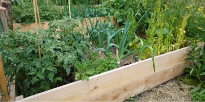 Dřevěný vyvýšený záhon plný zeleniny