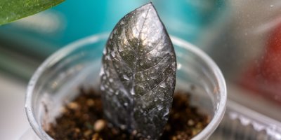 List zamiokulkasu zasazený do hlíny v plastovém kelímku