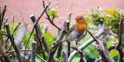 Šedohnědý útáček s oranžovou náprsenkou sedící na tvarovaném živém plotě