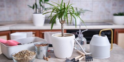 Pokojová rostlina dracena