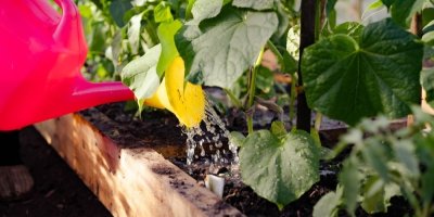 Zalévání rostlin vodou z konve