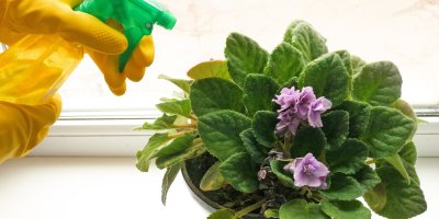 Rosení africké fialky postřikovačem