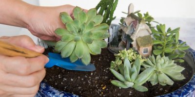 Záběr na přesazování sukulentu