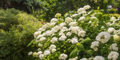 Hortenzie na zahradě