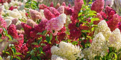 Hortenzie bílé a červené