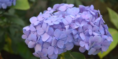 Modrá hortenzie