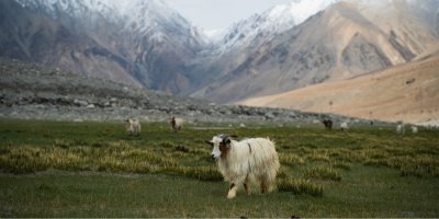 Kašmírské kozy v horské krajině