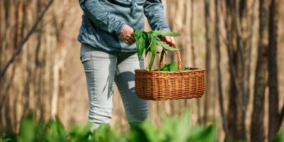 Sběr medvědího česneku