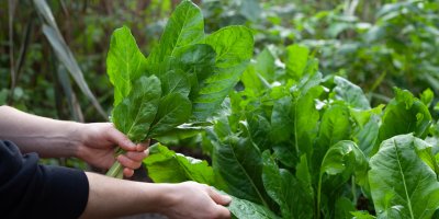 Sběr špenátu