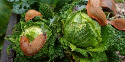 Slimáci okusují zeleninu 