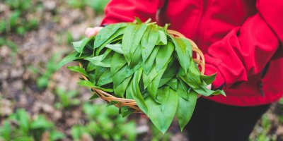 Medvědí česnek v rukou