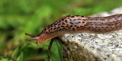 Limax maximus