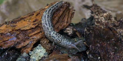 Leopardí slimák Limax maximus