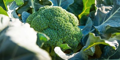 Brokolice