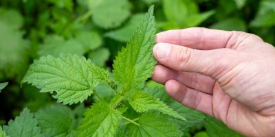 Ruka se dotýká kopřivy