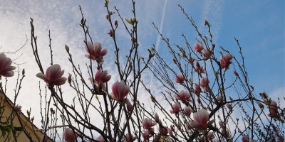 Rozkvétající magnolie