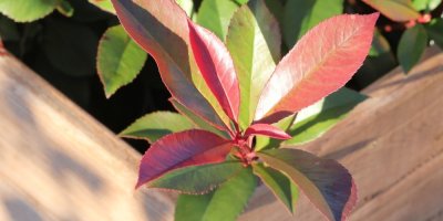 Blýskavka ‘Carré Rouge’