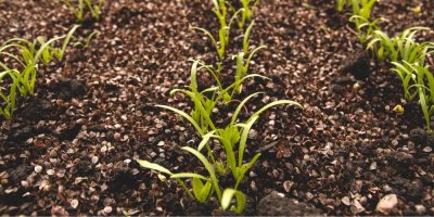 Mladé rostlinky špenátu na zahradě