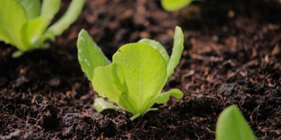 Mladý salát na záhonu