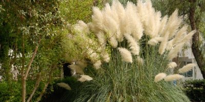 Pampová tráva Cortaderia selloana