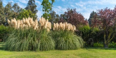 Pampová tráva Cortaderia Selloana