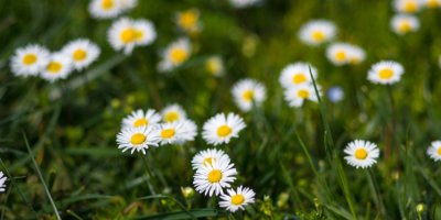 Sedmikrásky v trávníku